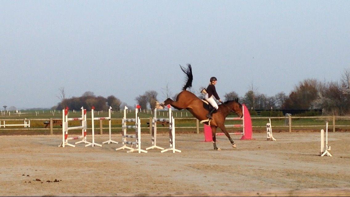 Holstener CHAIO billede 18