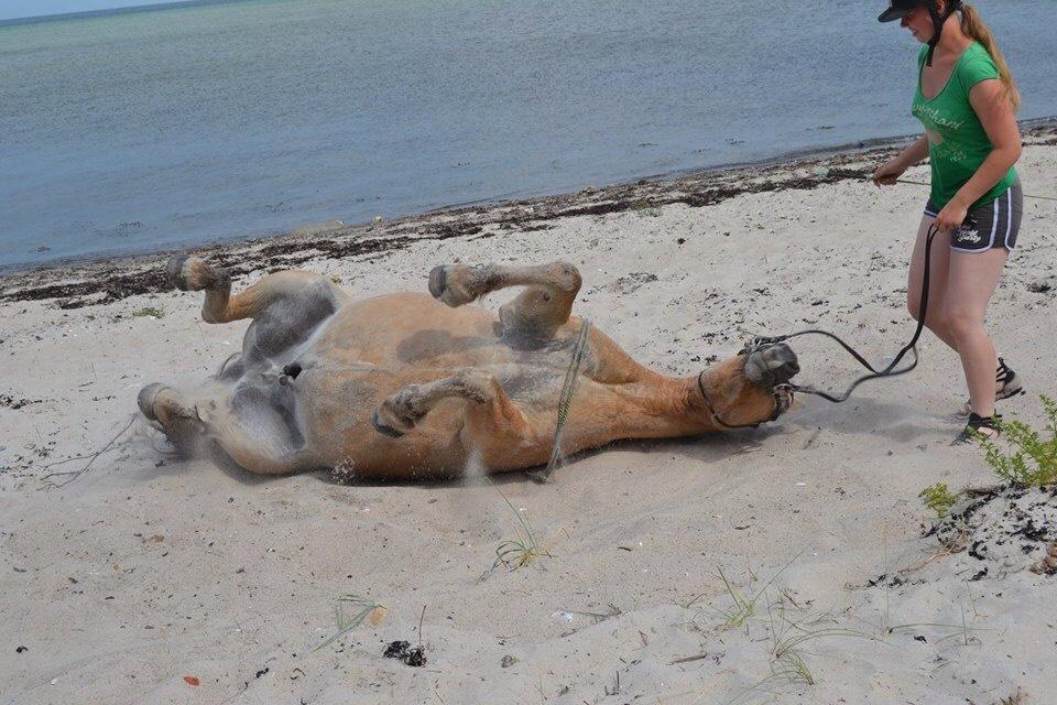 Fjordhest Kasper  - Rulle tur i sandet efter en dejlig badetur billede 5