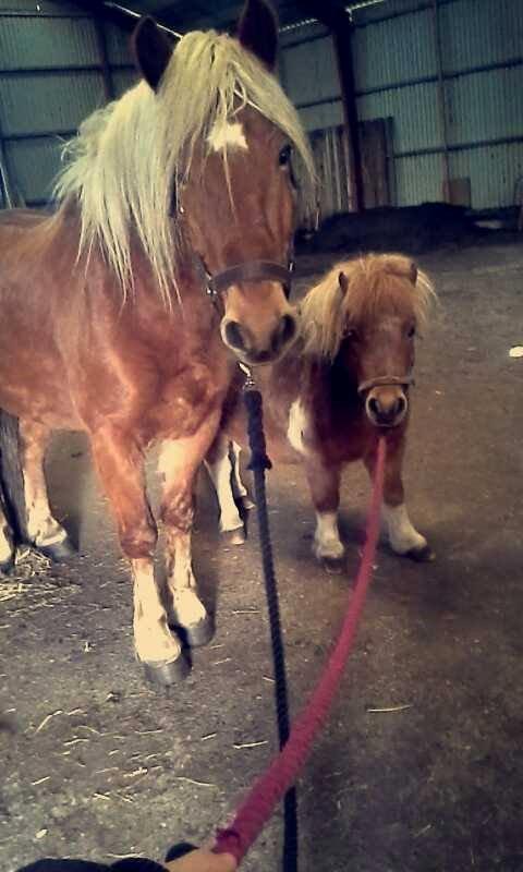 Haflinger Højemindes Stjerne billede 1