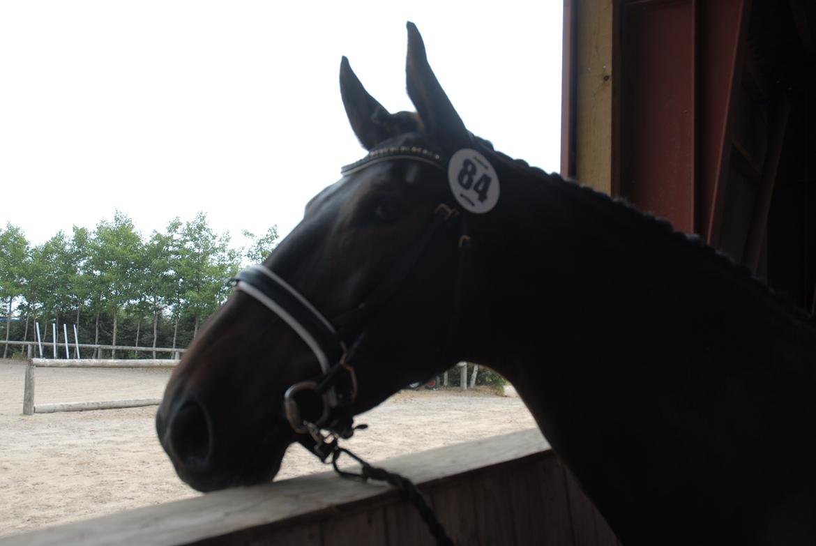 Oldenborg Mercedes billede 3