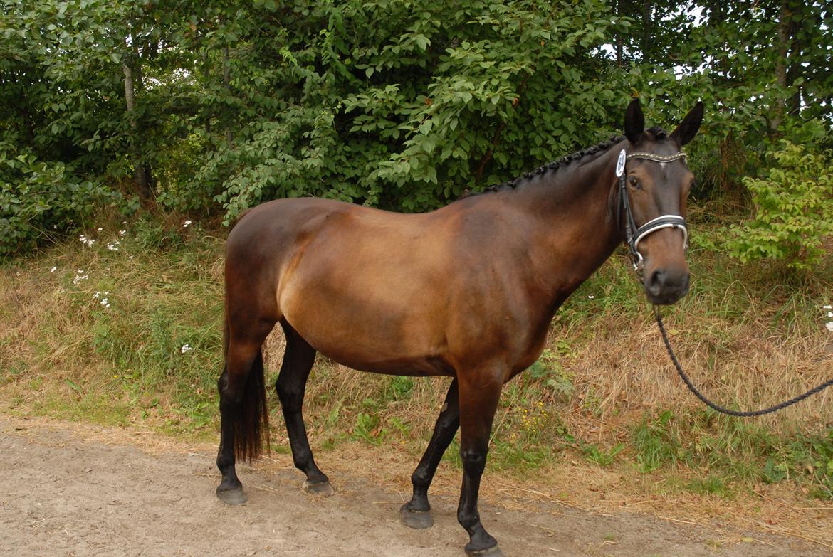 Oldenborg Mercedes billede 4