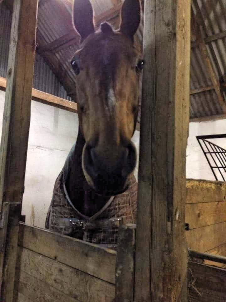 Holstener Coco Chanel Mak billede 19