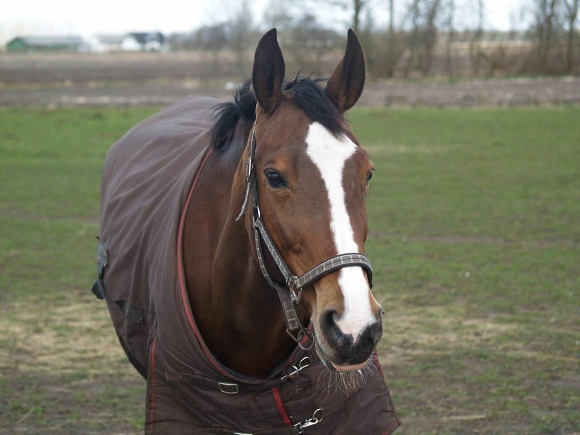 Dansk Varmblod Candi-Ligth Elmbo billede 3
