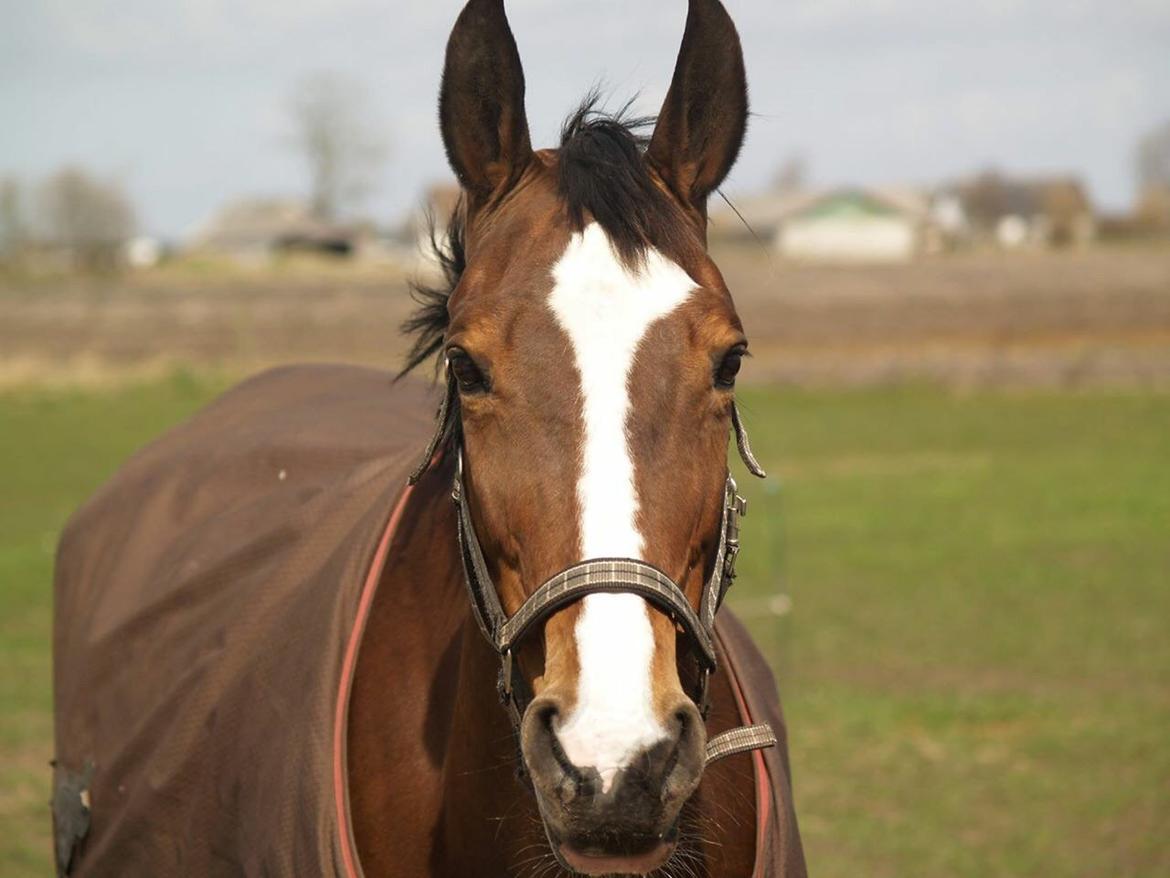 Dansk Varmblod Candi-Ligth Elmbo billede 4