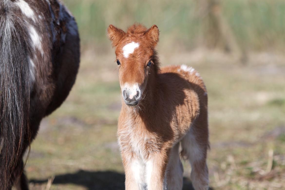 Knabstrupper Kragheredens Jumping Easter Surprise billede 14