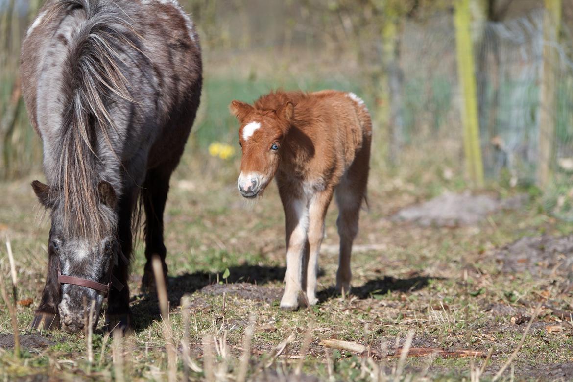 Knabstrupper Kragheredens Jumping Easter Surprise billede 16