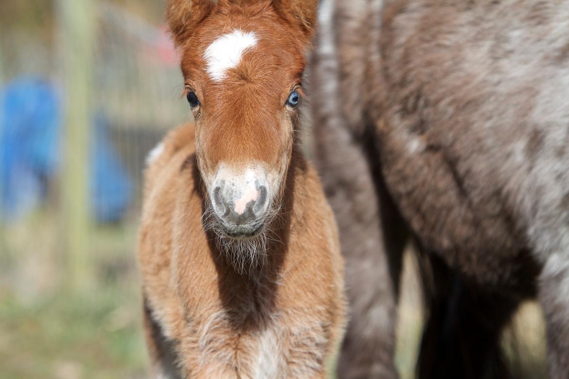 Knabstrupper Kragheredens Jumping Easter Surprise billede 18