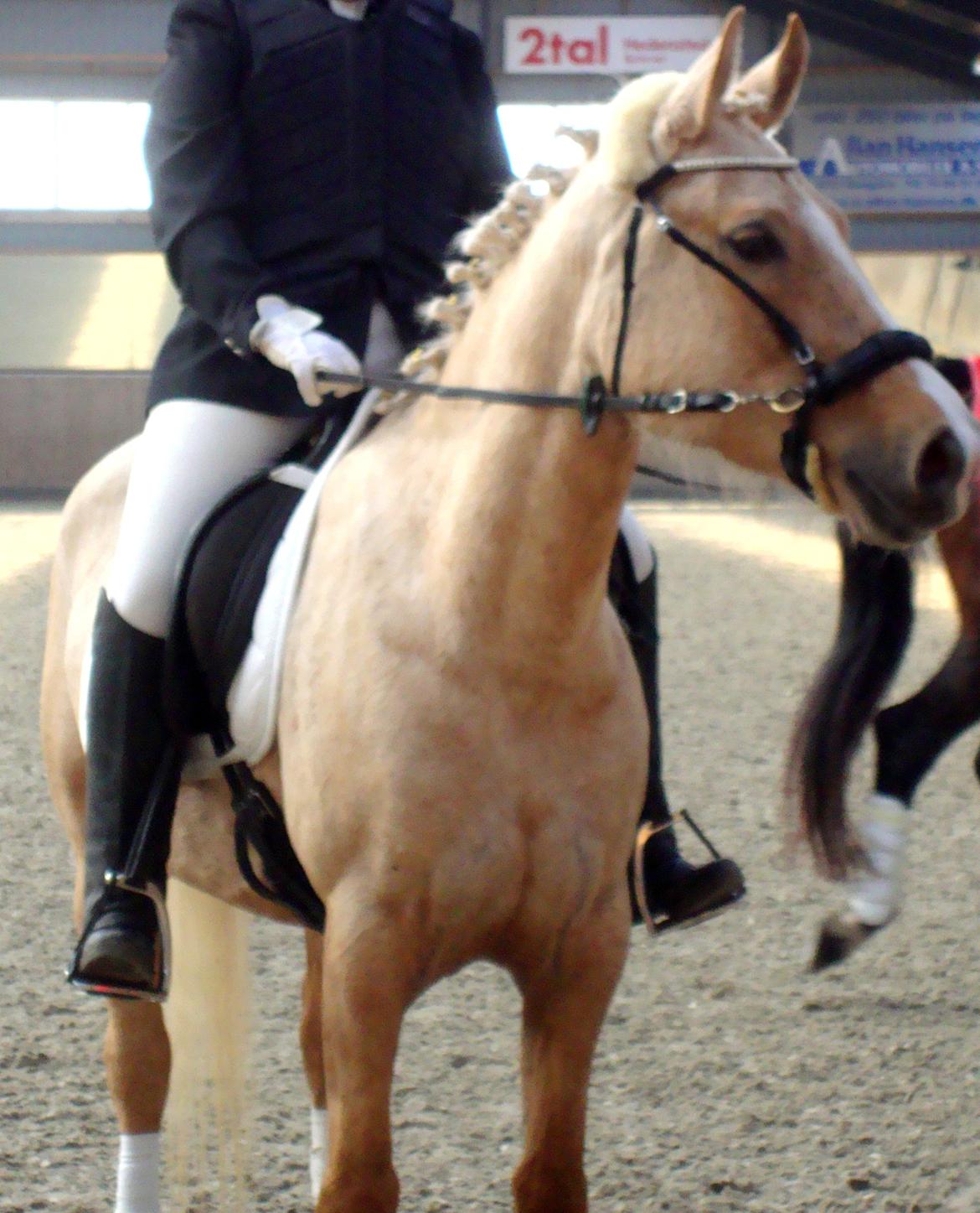 Palomino Anyska/ Nysse billede 17