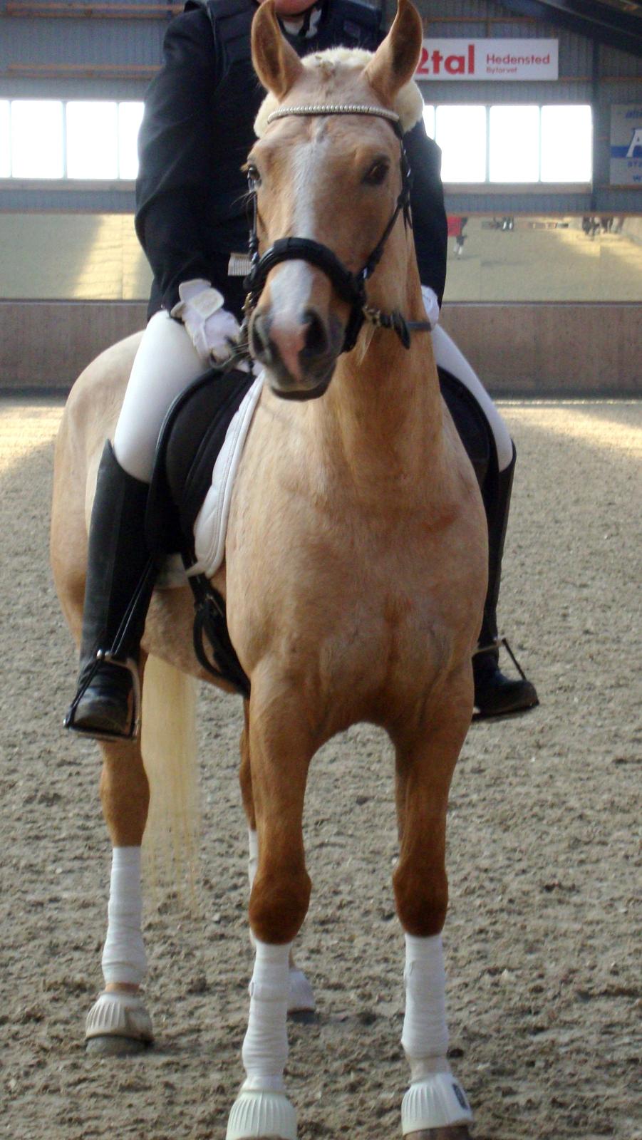Palomino Anyska/ Nysse billede 20