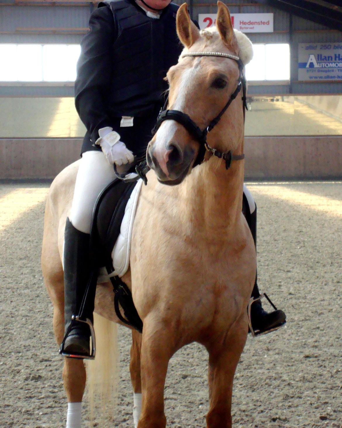 Palomino Anyska/ Nysse billede 1