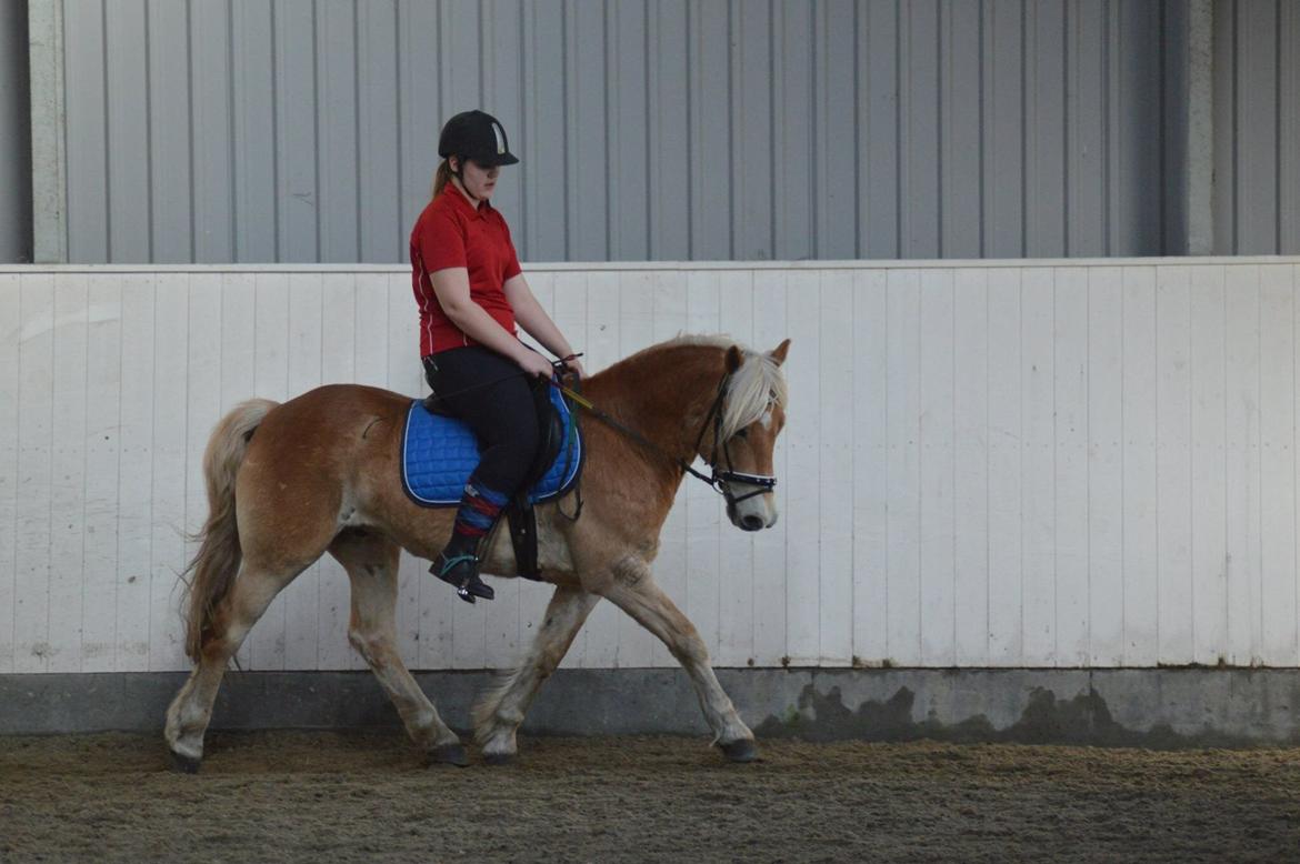 Haflinger Hans - Dressur hyppen!❤️ billede 14