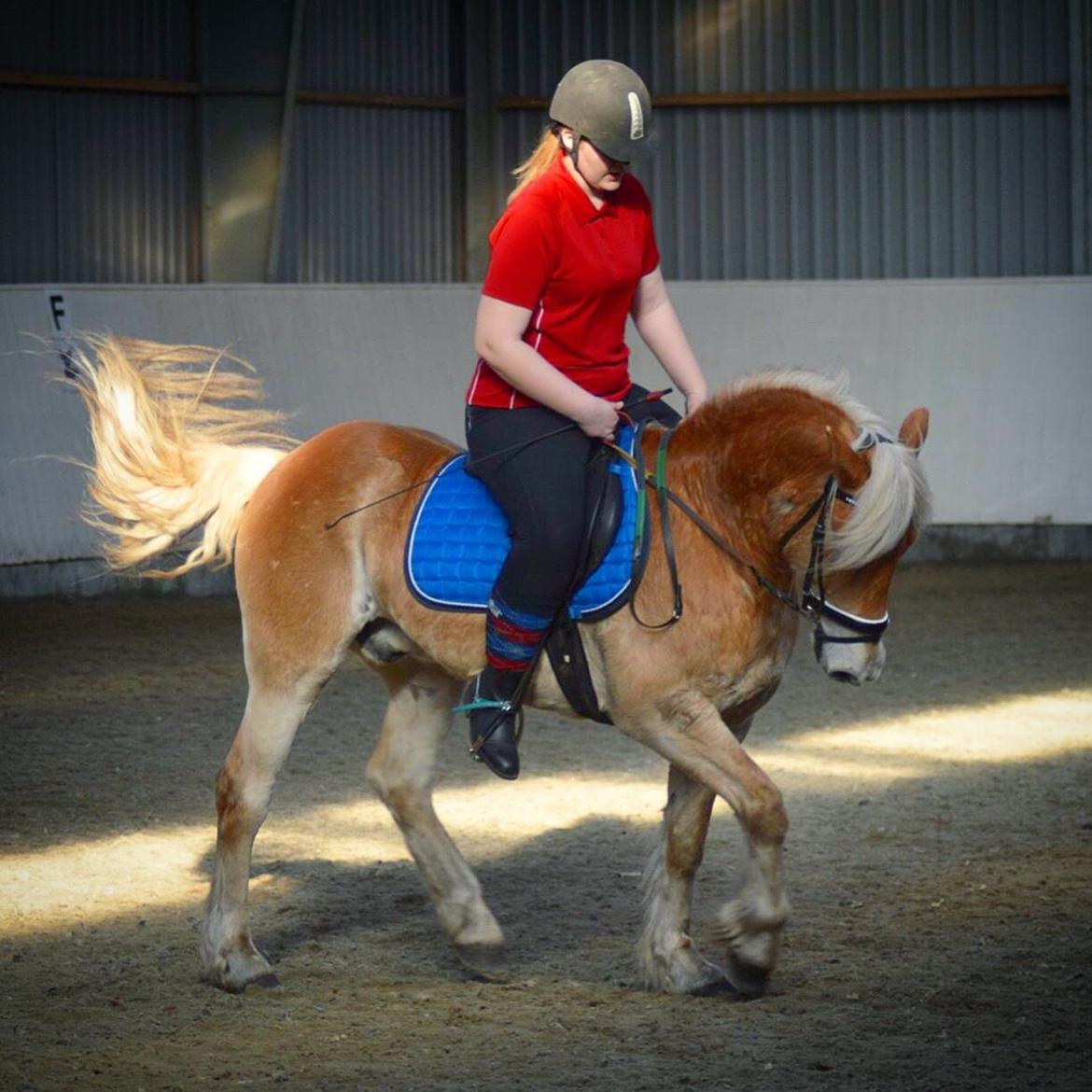 Haflinger Hans - Dressur hyppen!❤️ billede 15