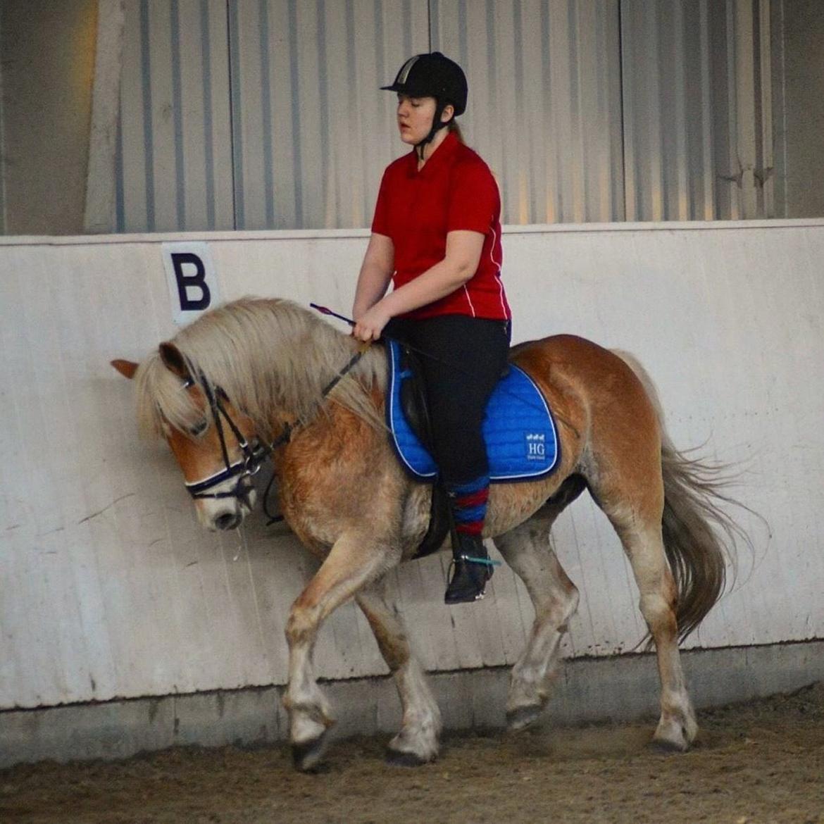 Haflinger Hans - Dressur hyppen! ❤️ billede 16