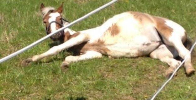 Lewitzer MRS. Crazy Daisy billede 3