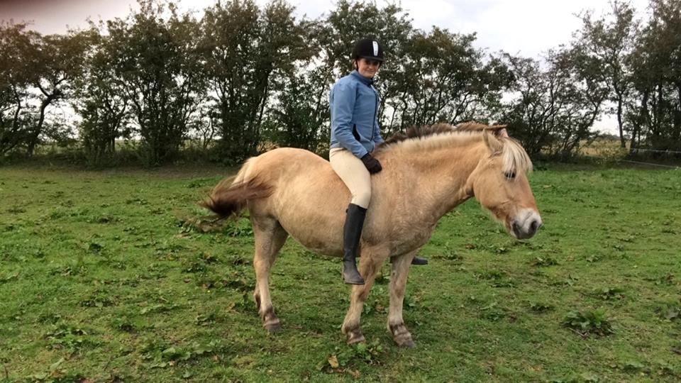 Fjordhest Tulstruplunds Amanda - Så tager vi lige en tur uden sadel <3 billede 1