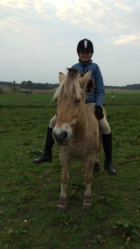Fjordhest Tulstruplunds Amanda billede 3
