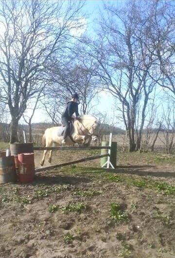 Fjordhest Tulstruplunds Amanda - 80 cm  billede 2