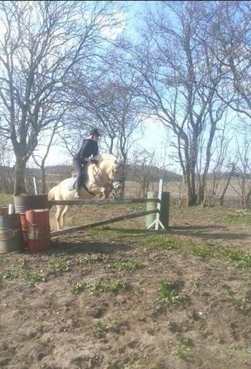 Fjordhest Tulstruplunds Amanda - 80 cm billede 4