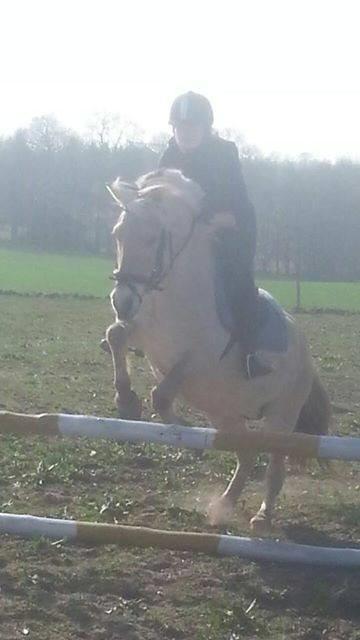 Fjordhest Tulstruplunds Amanda - Mere spring, hehe billede 6