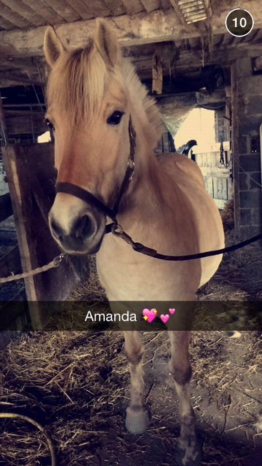 Fjordhest Tulstruplunds Amanda - Smukke Amanda <3 billede 5