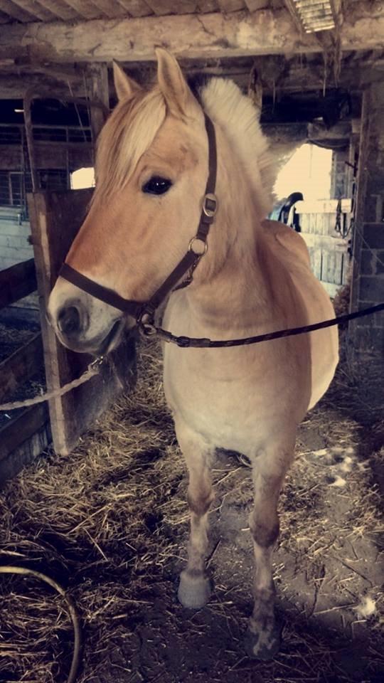 Fjordhest Tulstruplunds Amanda - Smuksak billede 7