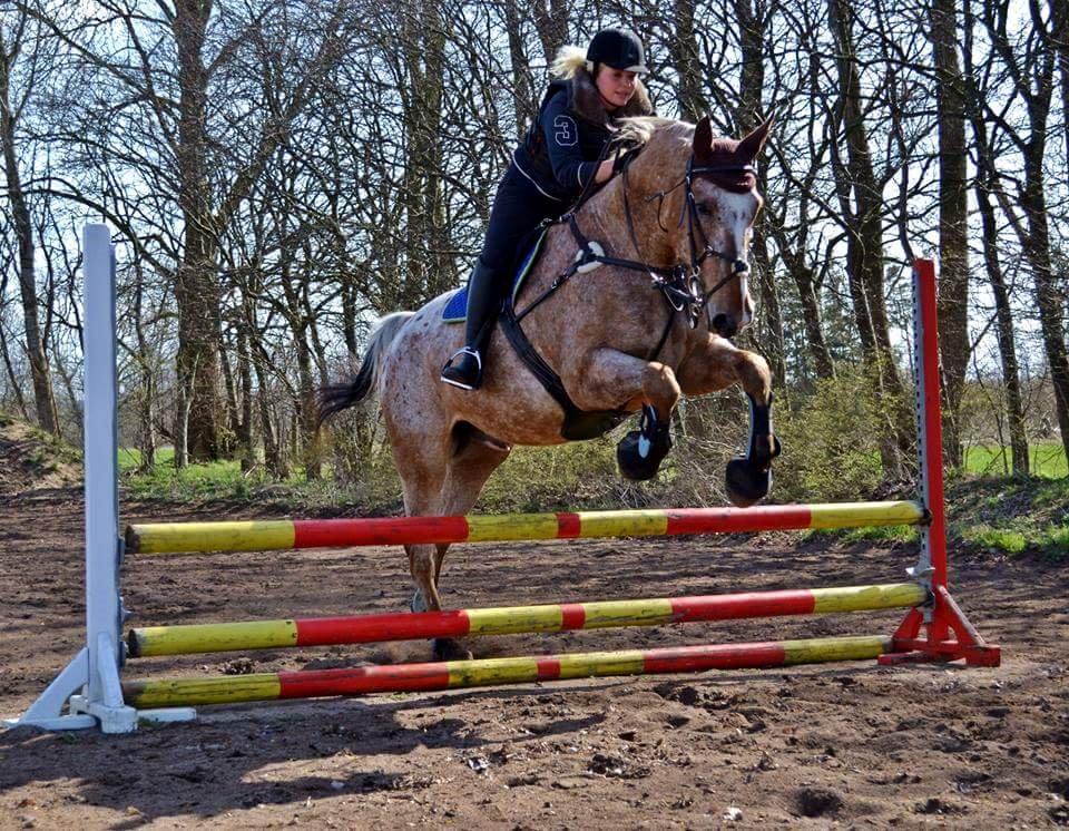 Appaloosa The touch of coco billede 18