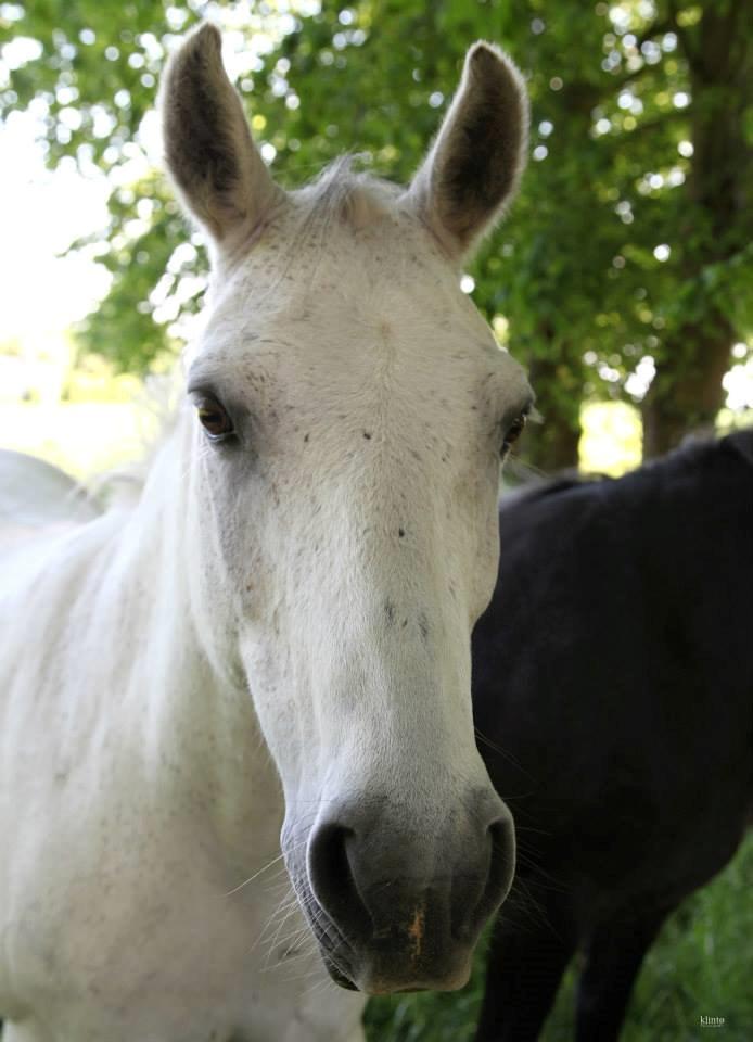 Connemara Sebastian Holmegård - Sebastian 2014 billede 10