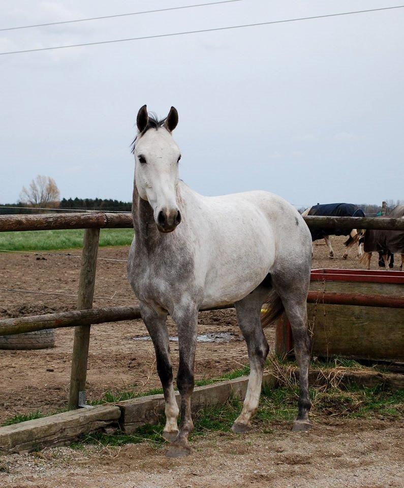 Dansk Varmblod Saxo Special - "A life without horses is like taking a breath without air" billede 6