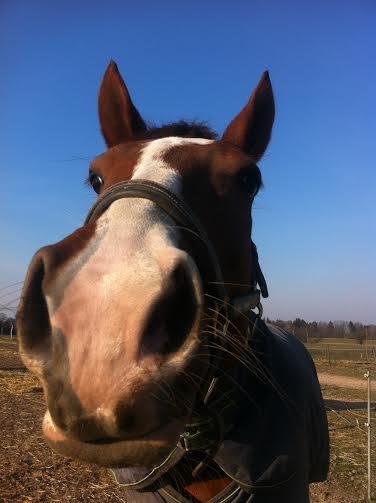 Anden særlig race Skovlunds Lacoste  - Heeej billede 20