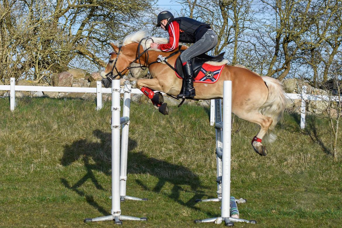 Haflinger Bella i cypressegård billede 4