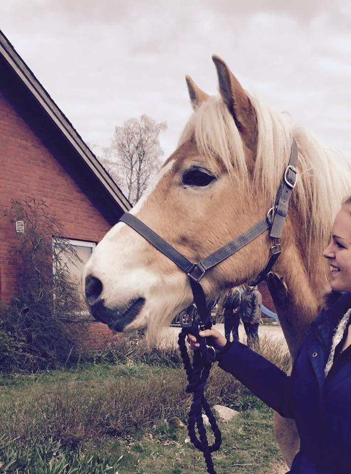 Tyroler Haflinger Nolle  - Min lækre skat! billede 18