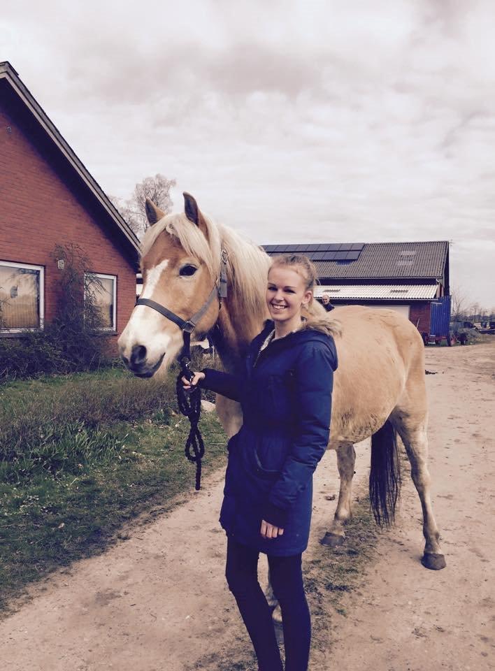 Tyroler Haflinger Nolle  - Min dejlige Nolle :i billede 16