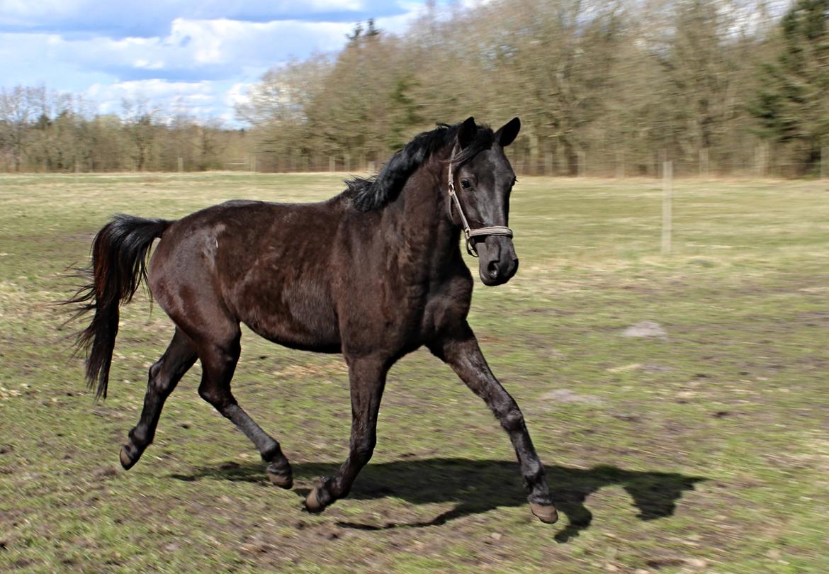 Dansk Varmblod Imhoff's freedom billede 7