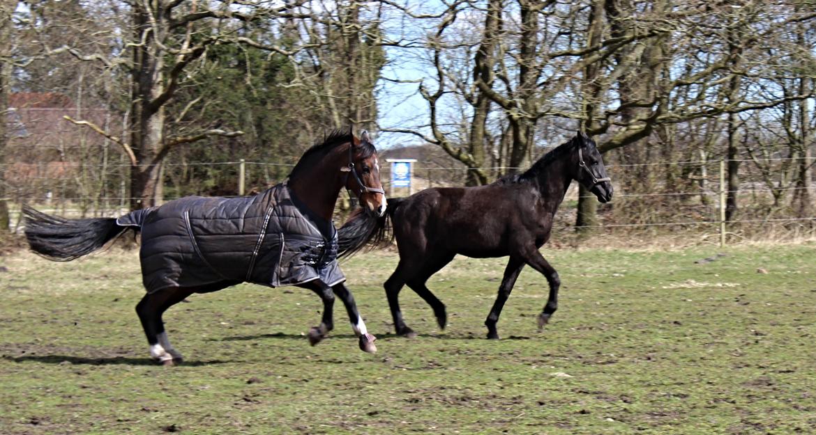 Dansk Varmblod Imhoff's freedom billede 9