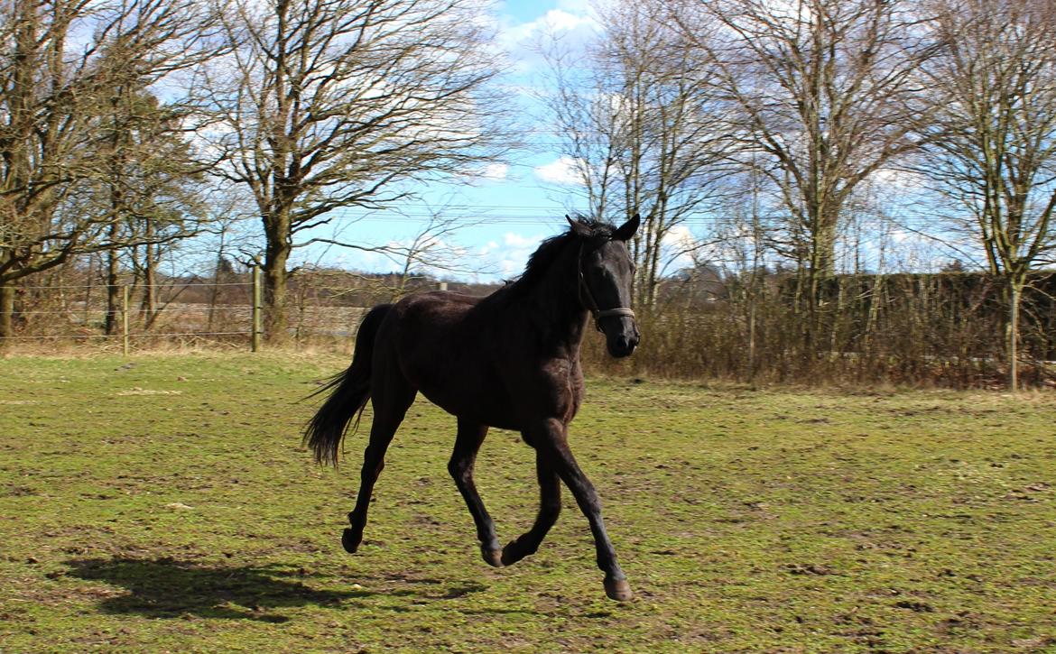 Dansk Varmblod Imhoff's freedom - forår.. 2015  billede 10