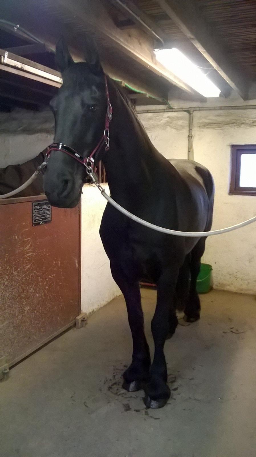 Frieser Hilde (Tidligere Hest) billede 1