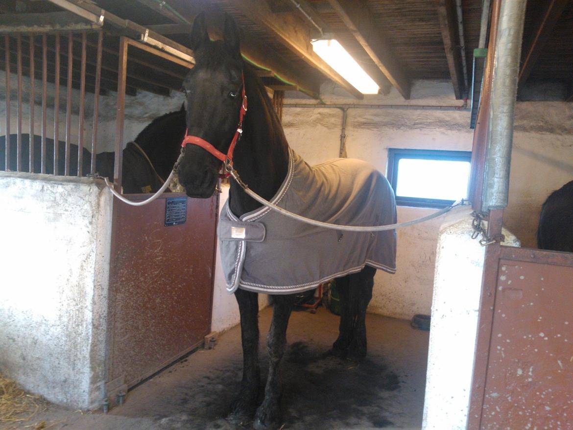 Frieser Hilde (Tidligere Hest) billede 2