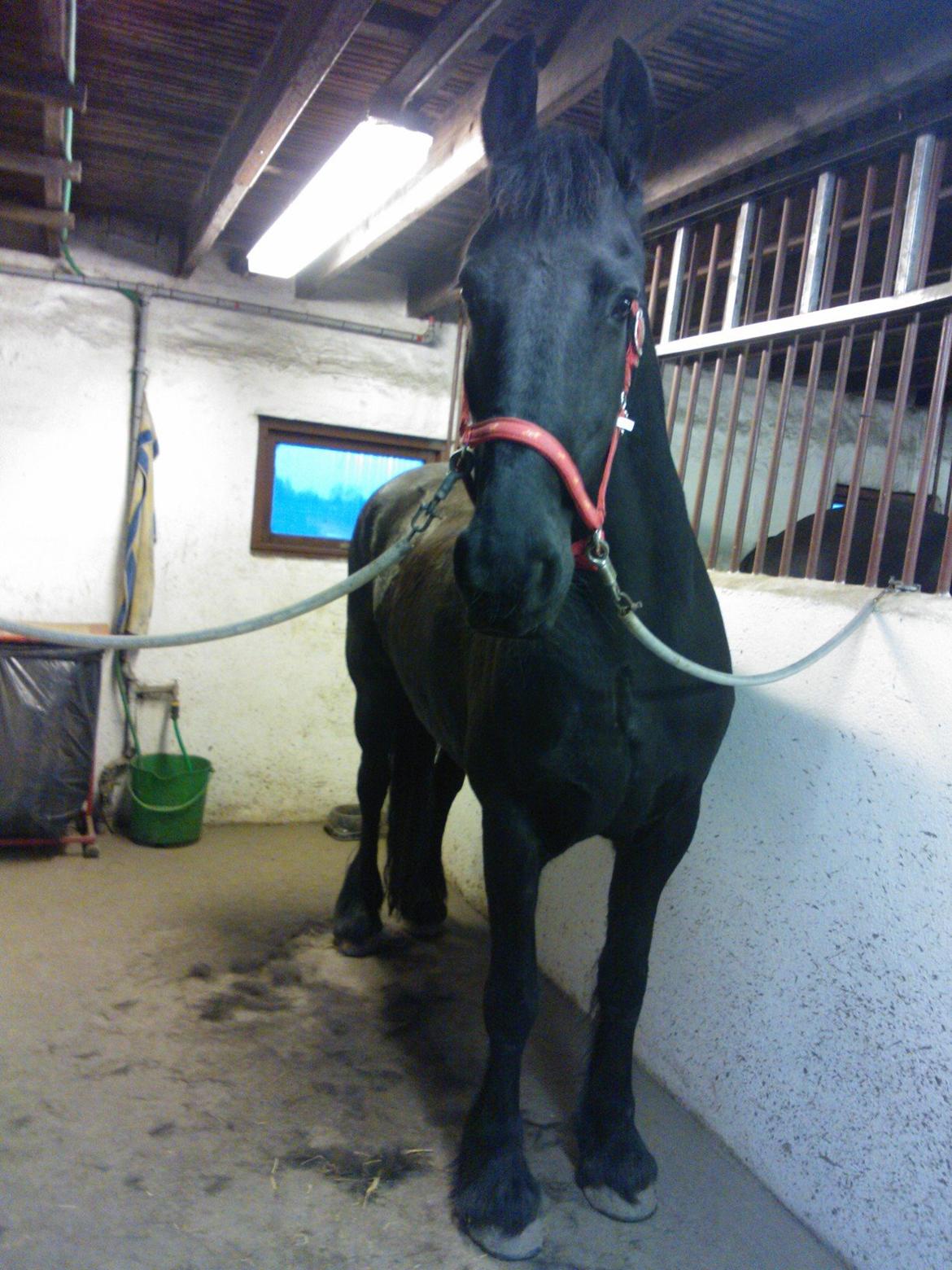 Frieser Hilde (Tidligere Hest) billede 3