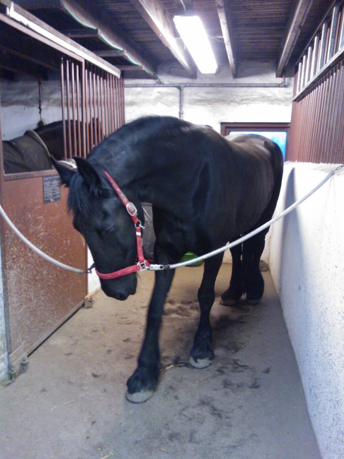 Frieser Hilde (Tidligere Hest) billede 4