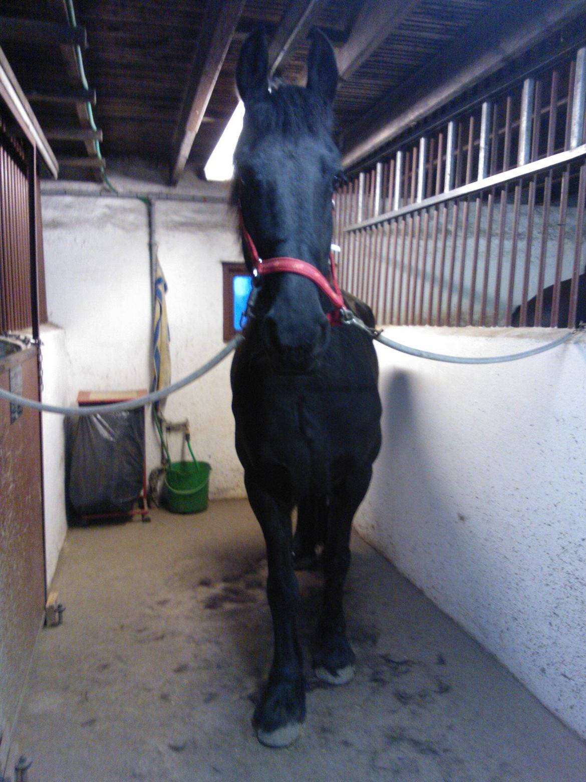 Frieser Hilde (Tidligere Hest) billede 5