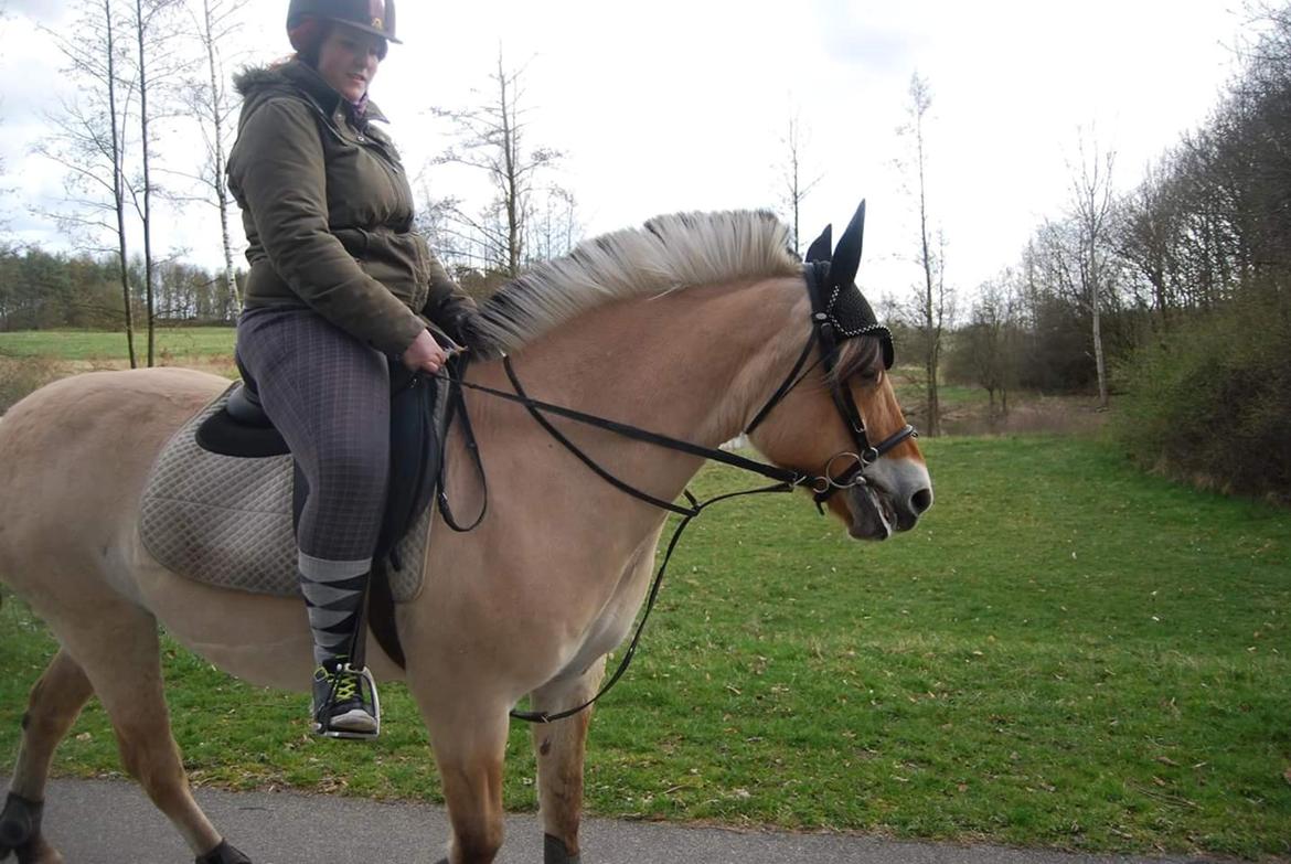 Fjordhest Freja billede 18