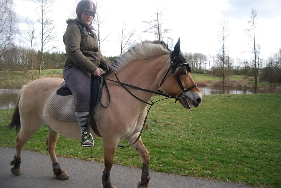 Fjordhest Freja billede 19