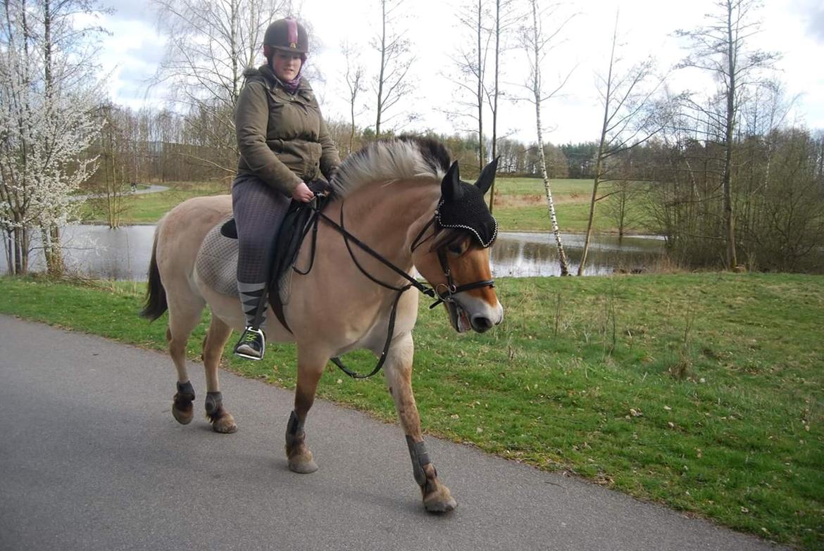 Fjordhest Freja billede 20