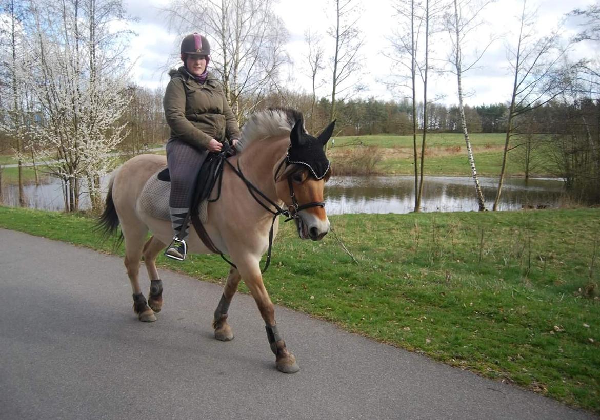 Fjordhest Freja billede 22