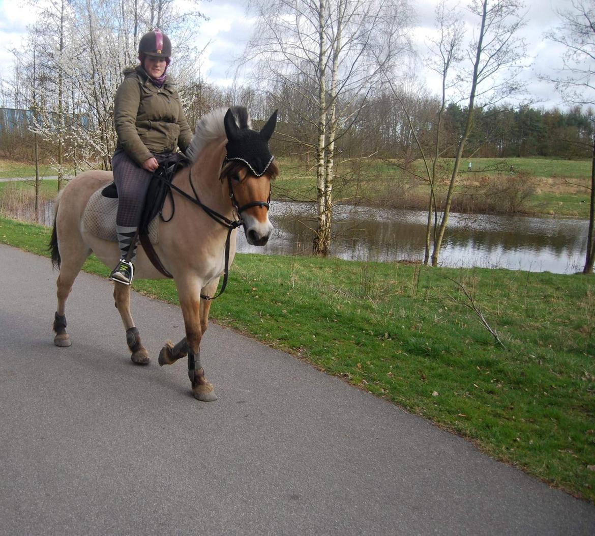 Fjordhest Freja billede 24
