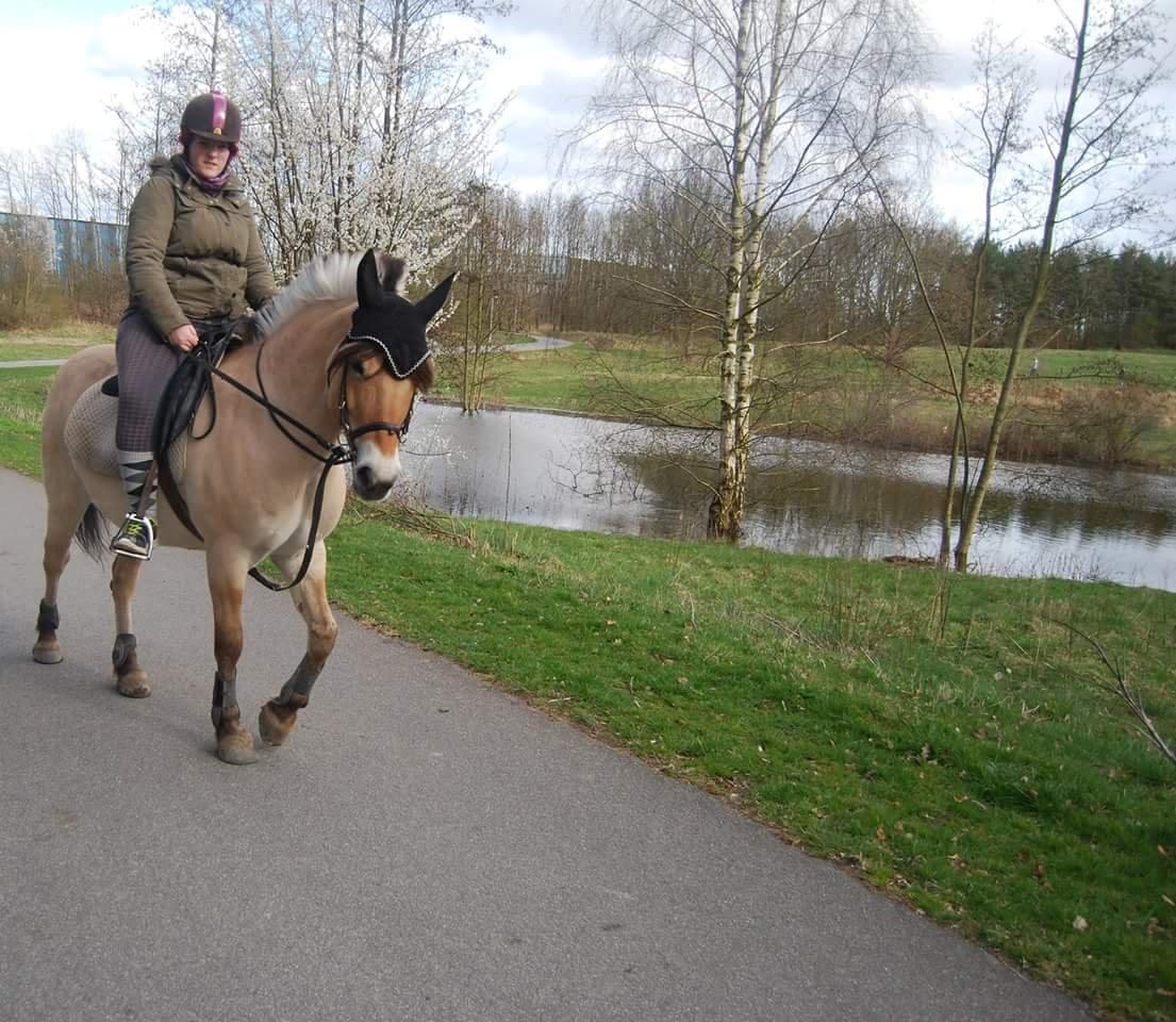 Fjordhest Freja billede 25