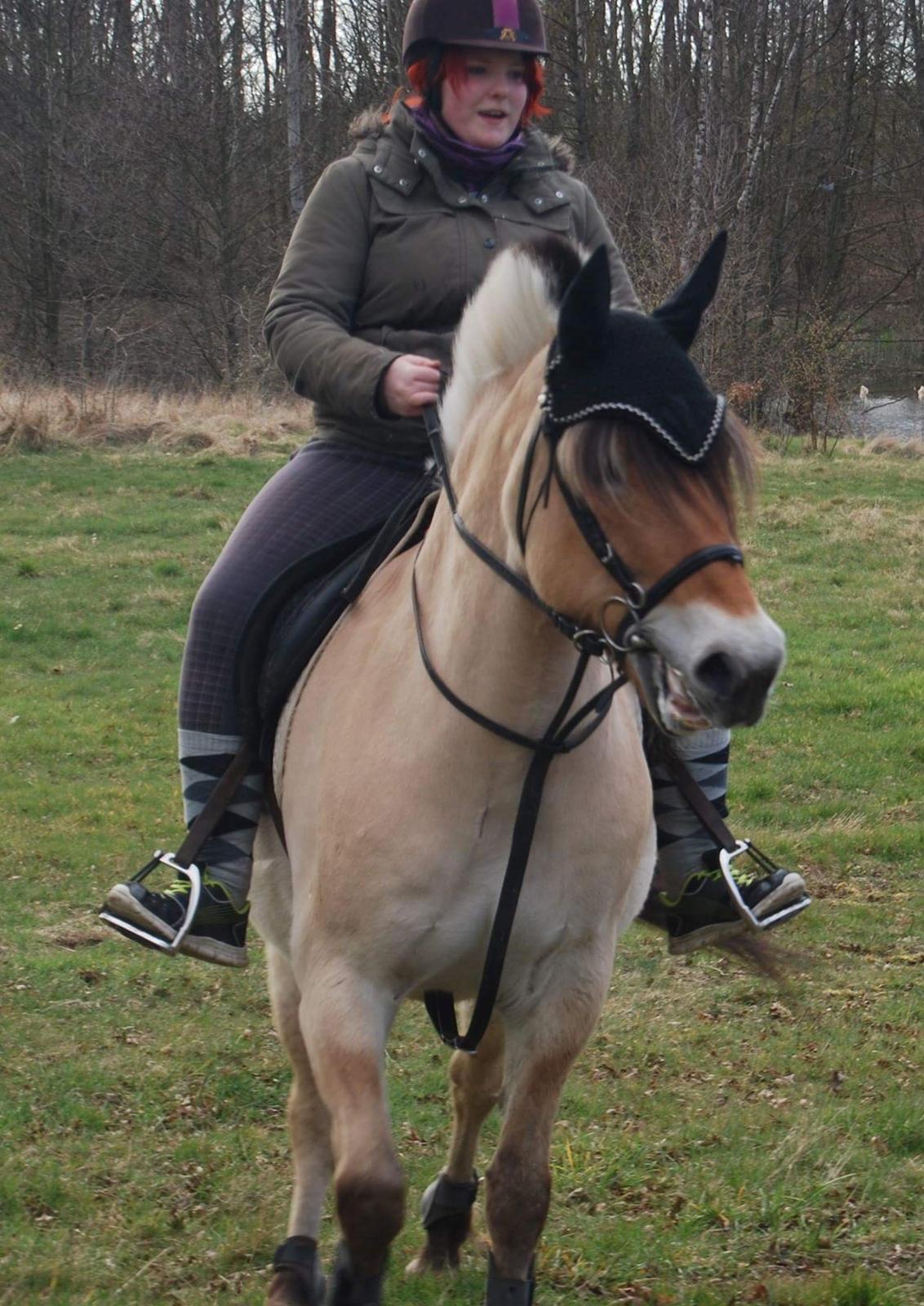 Fjordhest Freja billede 26