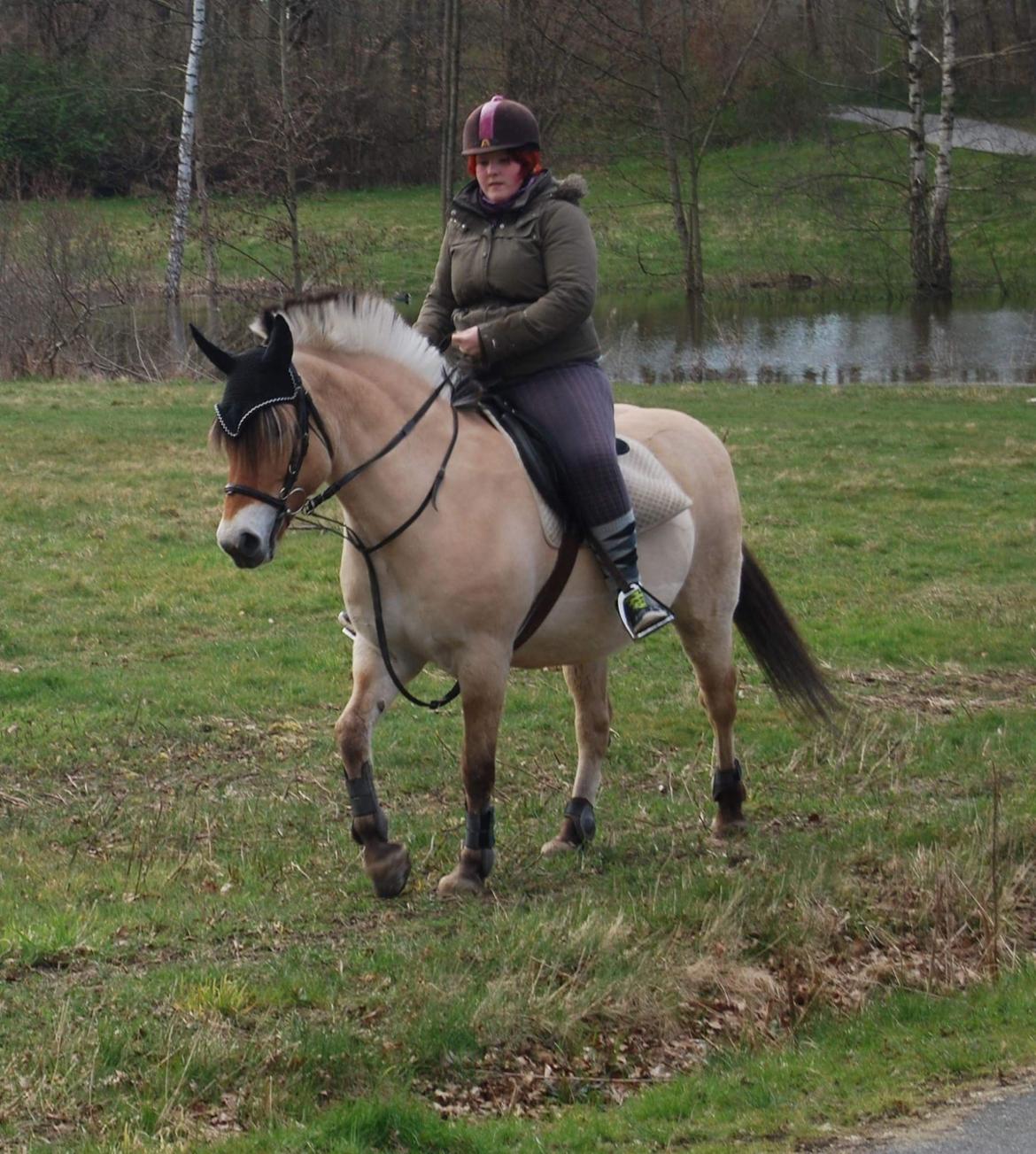 Fjordhest Freja billede 27