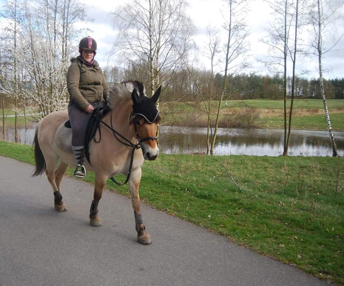 Fjordhest Freja billede 23