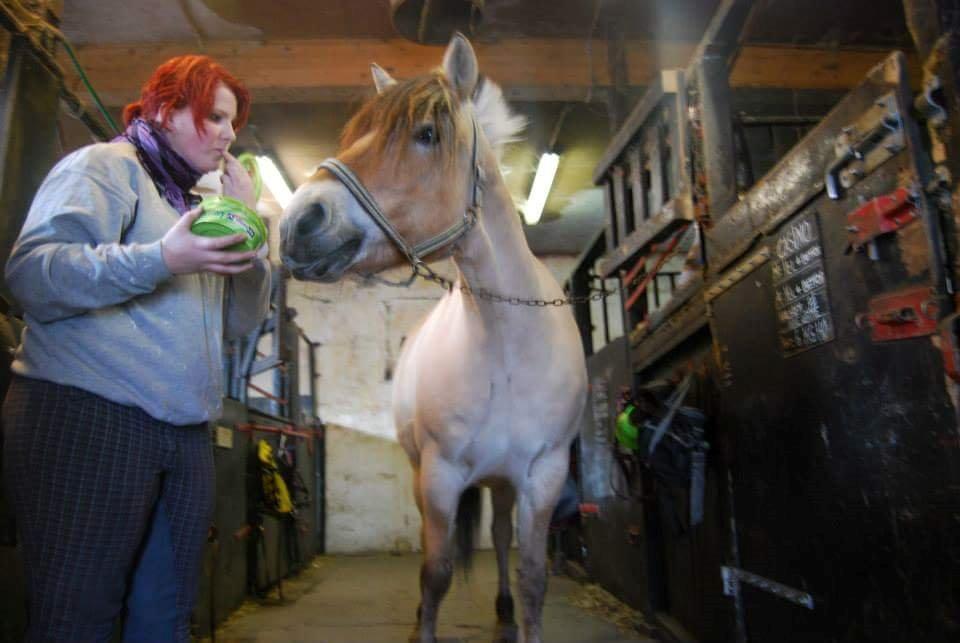 Fjordhest Freja billede 28